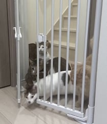 にゃんこ7匹がゲートを強行突破！？家の片隅で起こった“かわいい暴動”