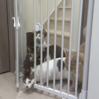 にゃんこ7匹がゲートを強行突破！？家の片隅で起こった“かわいい暴動”