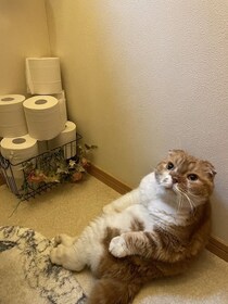 まるでトイトレに付き添う親のよう　飼い主のトイレにお供する猫の愛情表現