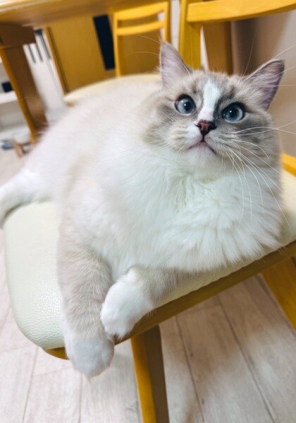 普段のピノちゃん