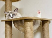 胴体だけ消えた！？　キャットタワーで「マジックショー」を披露した猫ちゃん