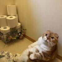 まるでトイトレに付き添う親のよう　飼い主のトイレにお供する猫の愛情表現