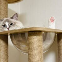 胴体だけ消えた！？　キャットタワーで「マジックショー」を披露した猫ちゃん