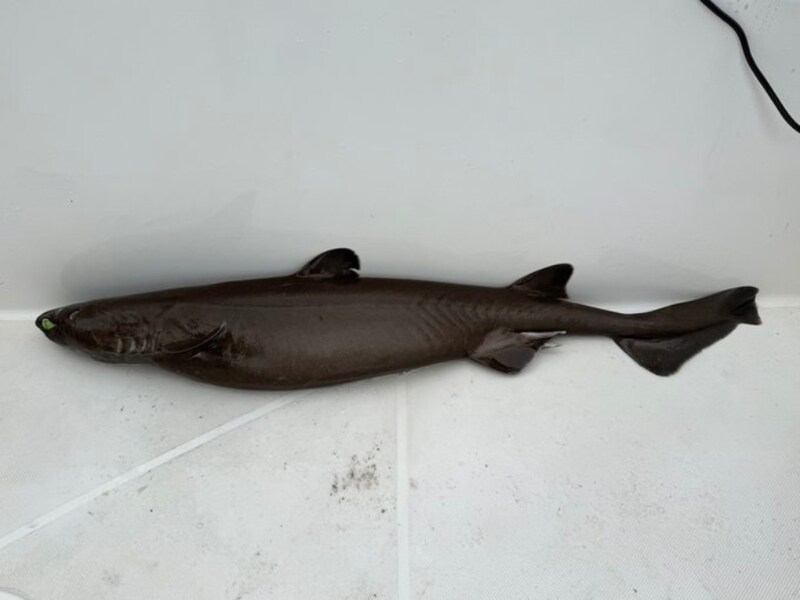 釣り上げられたヨロイザメは、全長120.5センチ、重量9.85キロ