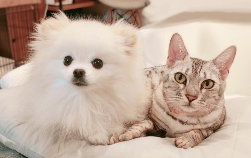 こめたくんとうにちゃん