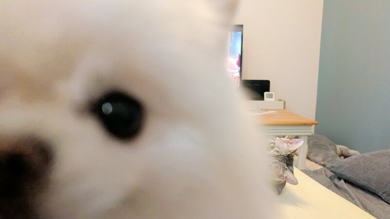 猫を撮ろうとしたら……犬がドーン！思わず笑ってしまう主役交代（？）の瞬間