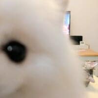 猫を撮ろうとしたら……犬がドーン！思わず笑ってしまう主役交代（？）の瞬間