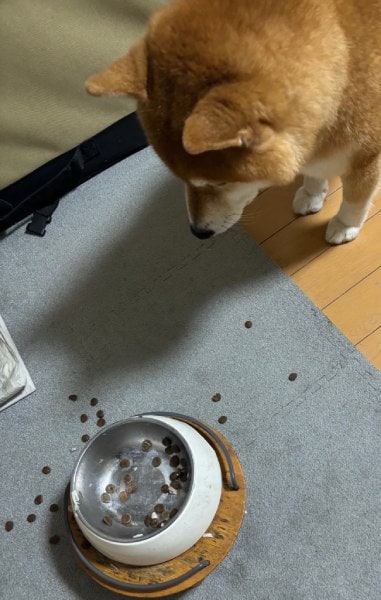 食べ終わったかな？と様子を見に行くと……