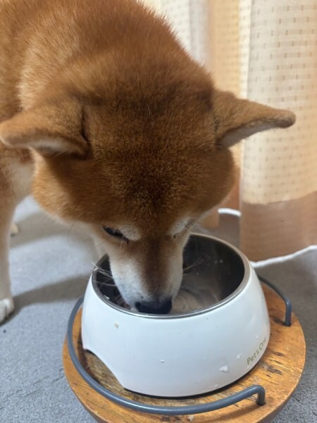 ご飯が美味しすぎるが故のハプニング