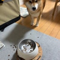「食べ方がヘタすぎる」ご飯をこぼしてどこか気まずそうな柴ワンコ