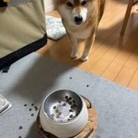 「食べ方がヘタすぎる」ご飯をこぼしてどこか気まずそうな柴ワンコ