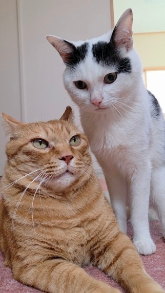 普段の茶々くんとこもちゃん