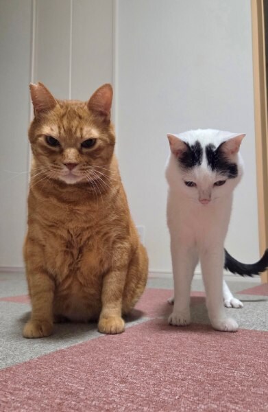 並んで謝罪会見？2匹の猫が見せた神妙すぎるツーショットに笑い広がる