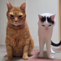 並んで謝罪会見？2匹の猫が見せた神妙すぎるツーショットに笑い広がる