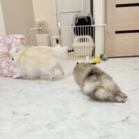 プロライダーも顔負け？転びそうで転ばない、華麗なコーナリング技術を見せたワンコ