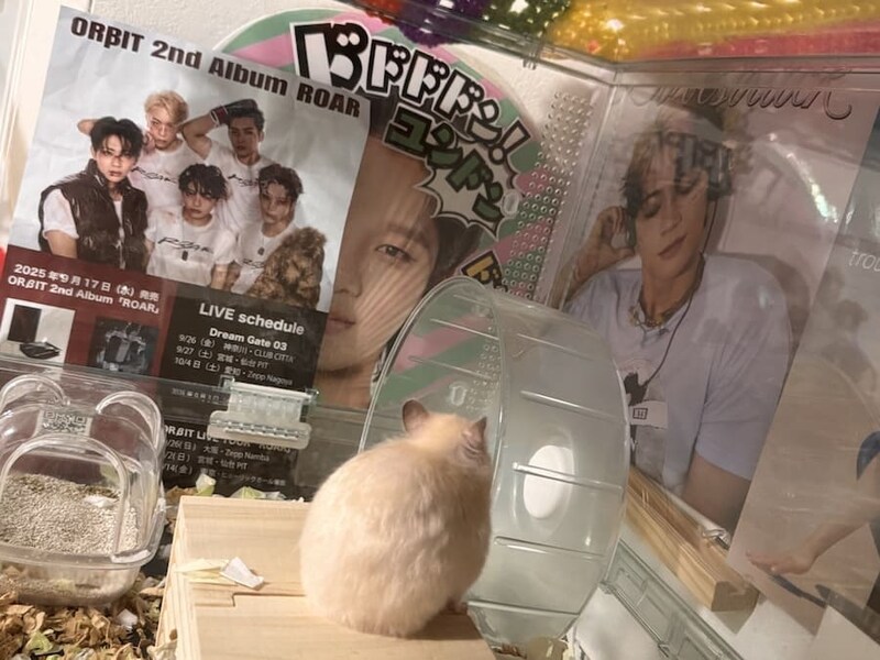 英才教育を受けるトトリちゃん