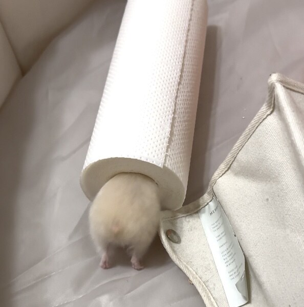 見ているだけで健康になれる