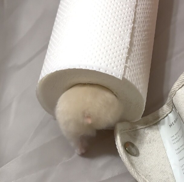 芯の中に入っていく