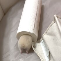 ここに入るために生まれてきた？芯にジャストフィットなハムスター