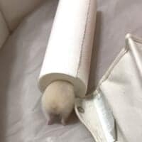 ここに入るために生まれてきた？芯にジャストフィットなハムスター