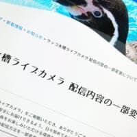 鳥羽水族館、ラッコ配信で“飼育係モザイク化”　カスハラ対策で映像方法変更
