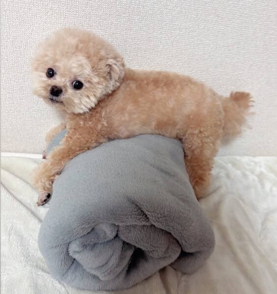 ふわちゃんは普段から毛布ロールがお気に入り