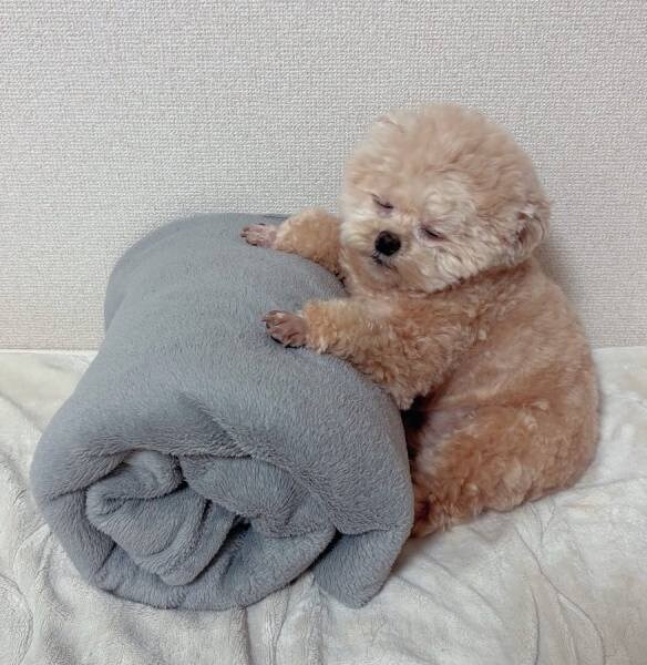 毛布ロールに寄りかかったまま眠るポメプー　かわいすぎる寝姿にほっこり