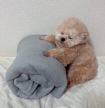 毛布ロールに寄りかかったまま眠るポメプー　かわいすぎる寝姿にほっこり