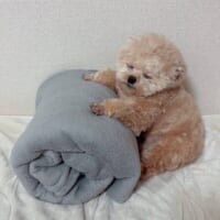 毛布ロールに寄りかかったまま眠るポメプー　かわいすぎる寝姿にほっこり
