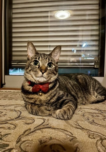 普段のぜんくん