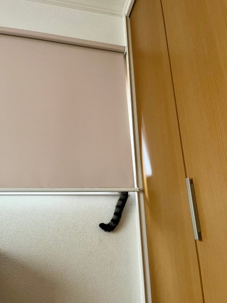 行方不明だった猫、まさかの場所で発見　ロールカーテンから垂れたしっぽが決め手に