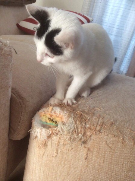 4枚目に写る猫の名前はマロくん