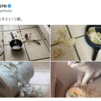 家が散らかっても、家具が壊れても愛おしい　「猫と暮らすということ」に共感の声