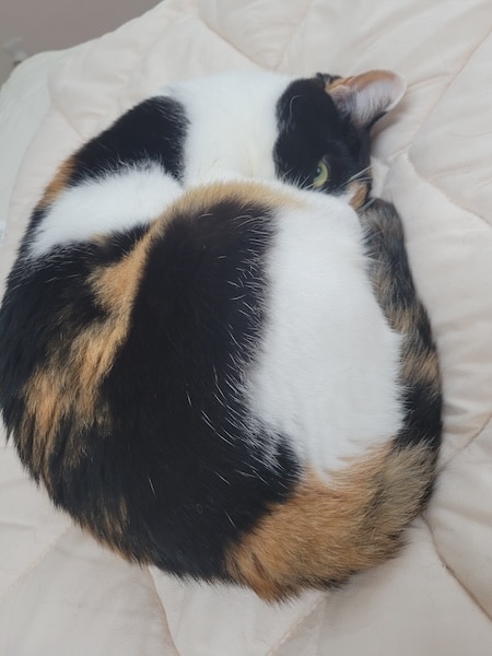 三毛柄の向こうからカメラをぎょろり！お昼寝する猫の“怖かわいい”1枚が話題