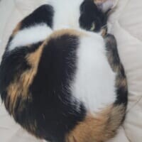 三毛柄の向こうからカメラをぎょろり！お昼寝する猫の“怖かわいい”1枚が話題