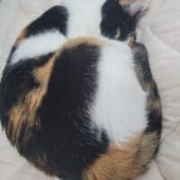 三毛柄の向こうからカメラをぎょろり！お昼寝する猫の“怖かわいい”1枚が話題