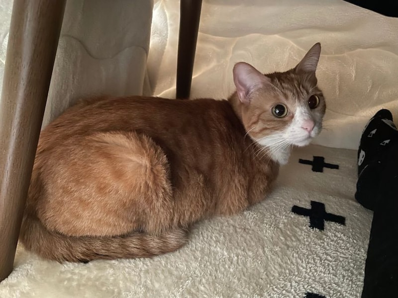 はじめてのこたつ