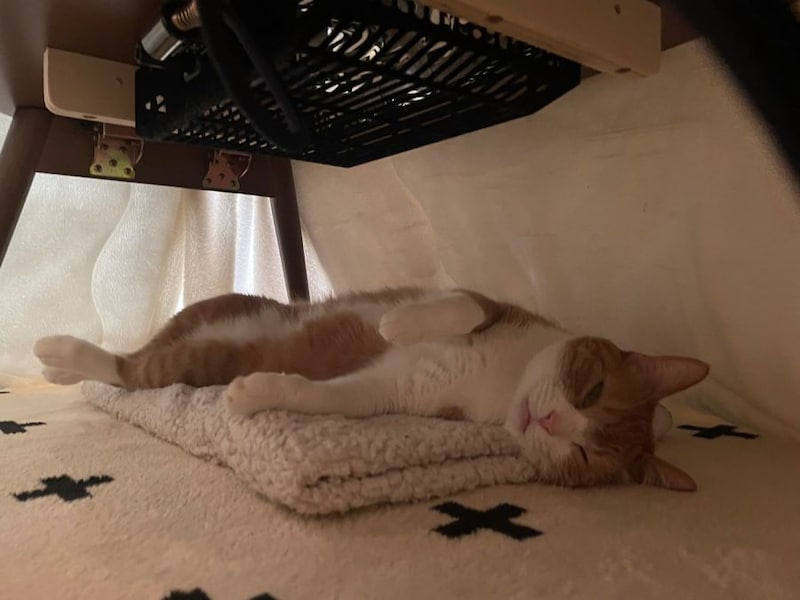 こたつが大のお気に入りなきなこちゃん