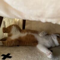 初めてのこたつに30分でへそ天　堂々たる寝姿を披露した猫ちゃん