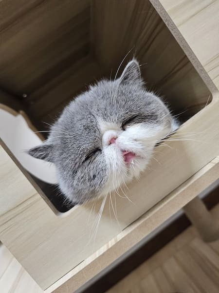 いつもだいたいこの表情