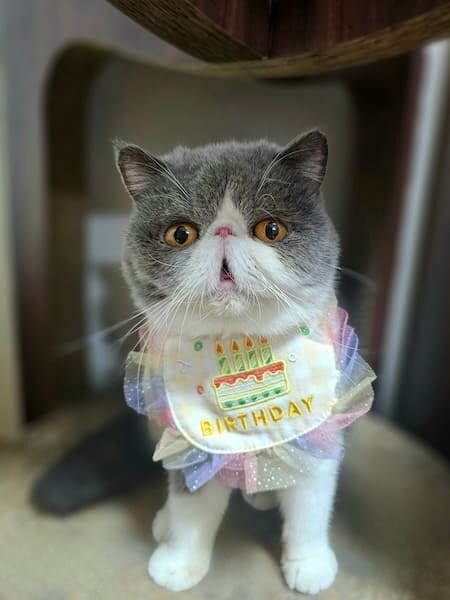 くりっとした目がかわいい小雪ちゃん