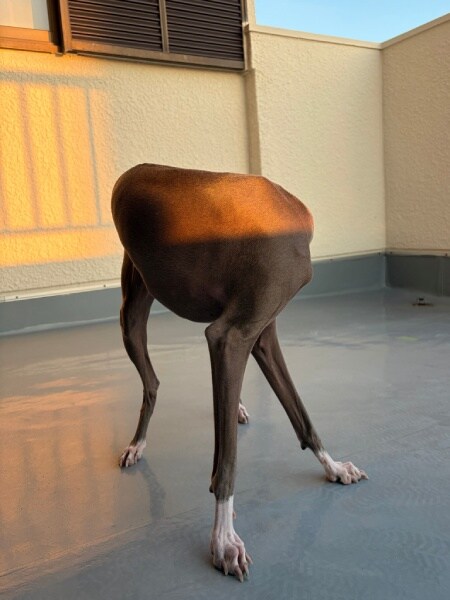 最新の犬型ロボット！？頭が隠れたワンちゃん、思わず二度見