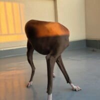 最新の犬型ロボット！？頭が隠れたワンちゃん、思わず二度見