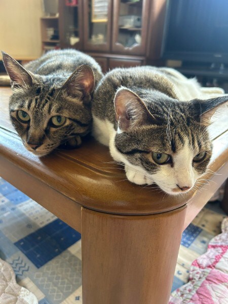 なぎくんとよもぎちゃん