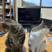 カメラを向けたら同時に「プイッ」　息ぴったりにそっぽを向く2匹の猫ちゃん