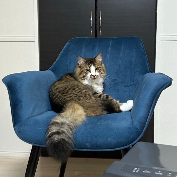 普段のほたてくん