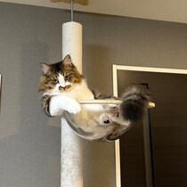 キャットタワーの上でふてぶてしい態度　堂々とくつろぐ猫ちゃんが貫禄たっぷり