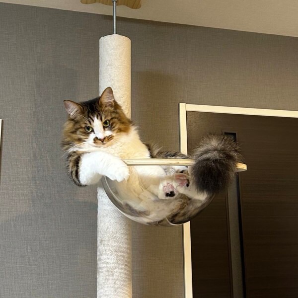 キャットタワーの上でふてぶてしい態度　堂々とくつろぐ猫ちゃんが貫禄たっぷり