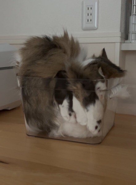 どこがどうなってる？　透明な箱に「複雑すぎる入り方」をする猫ちゃん