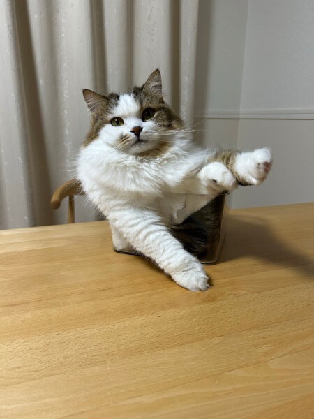 日々、透明な箱の中で自由な形に変化するこむぎちゃん